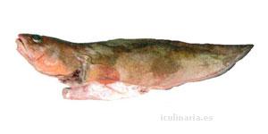 corvina | Innova Culinaria