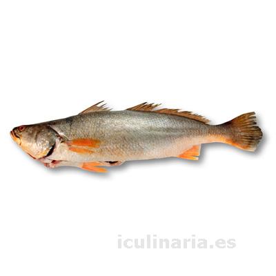 Corvina águila | Innova Culinaria