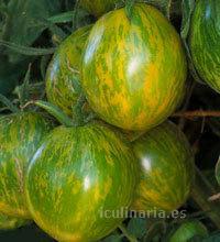 tomate verde | Innova Culinaria