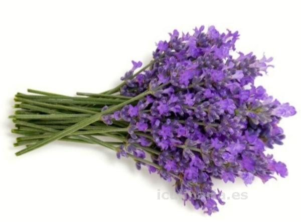 lavanda | Innova Culinaria