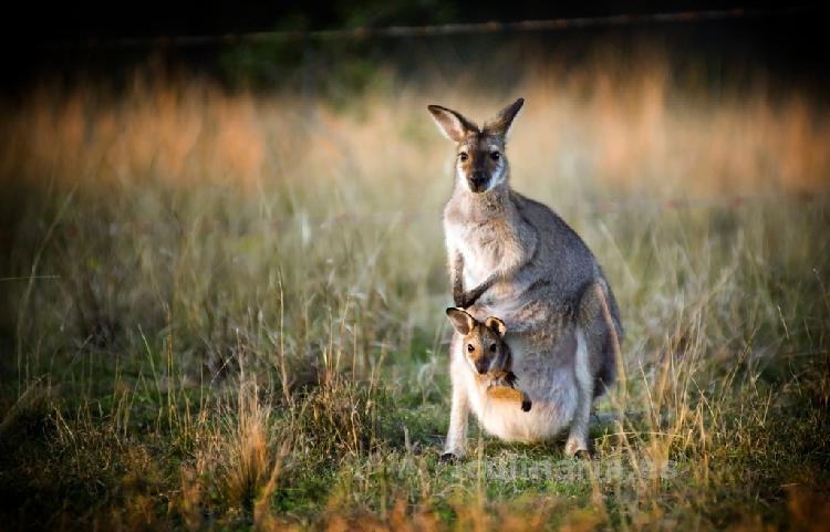 Australia | Innova Culinaria