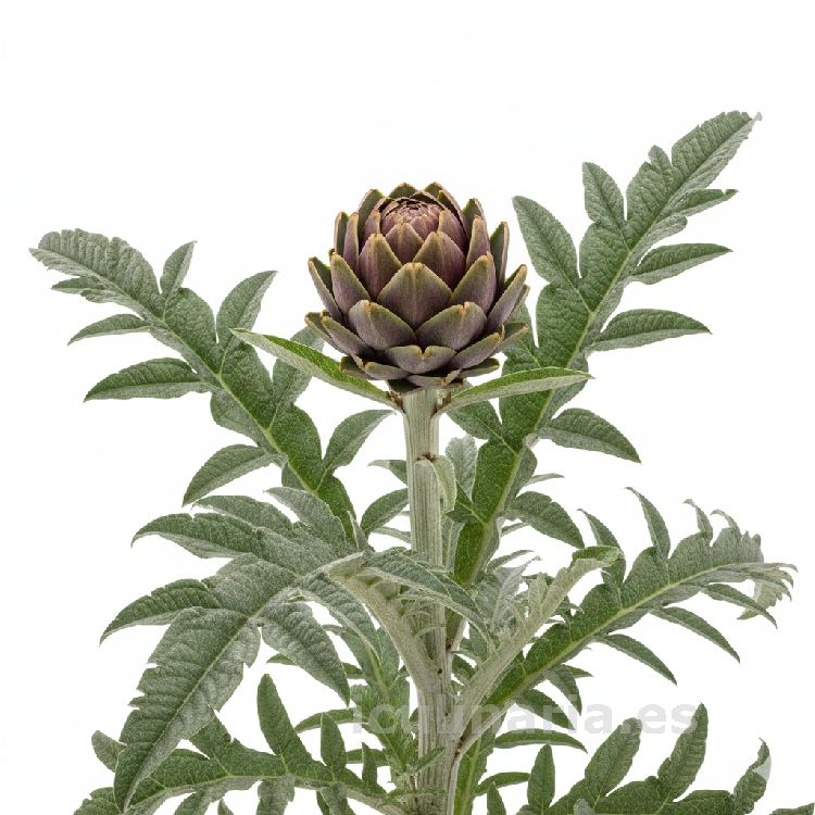 alcachofera | Innova Culinaria