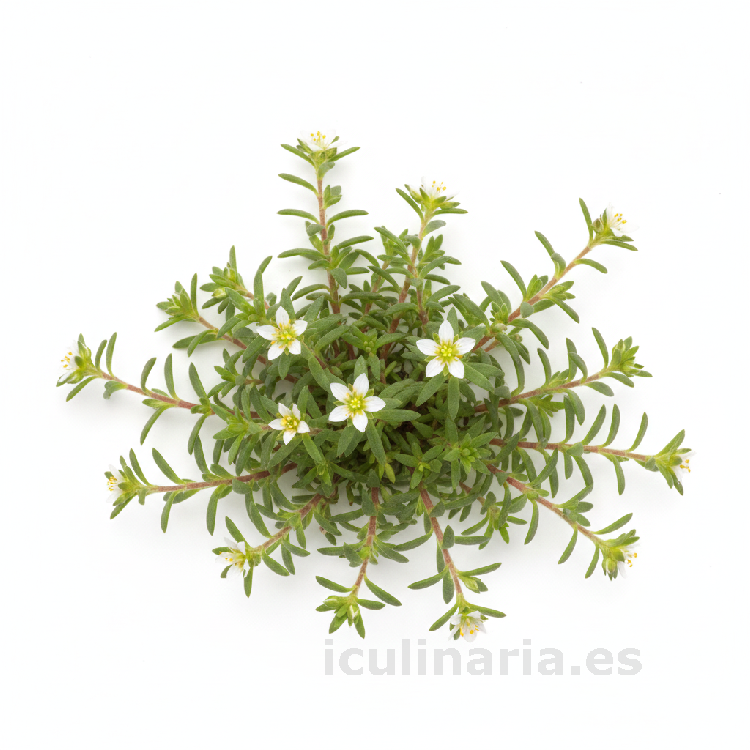 arenaria | Innova Culinaria