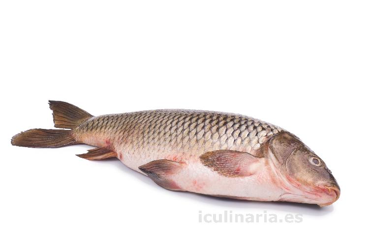 carpa | Innova Culinaria