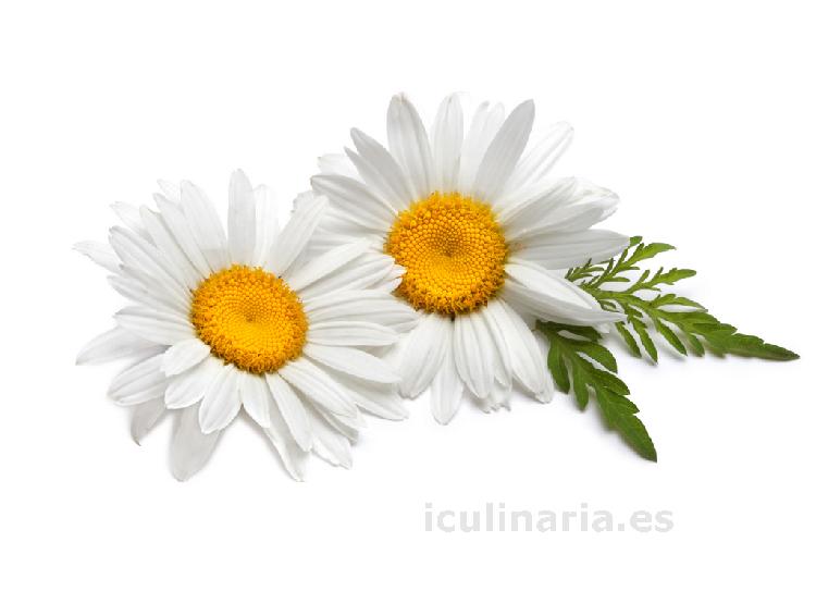 flor de calendula | Innova Culinaria