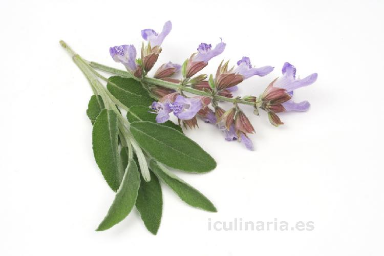 flor de salvia | Innova Culinaria