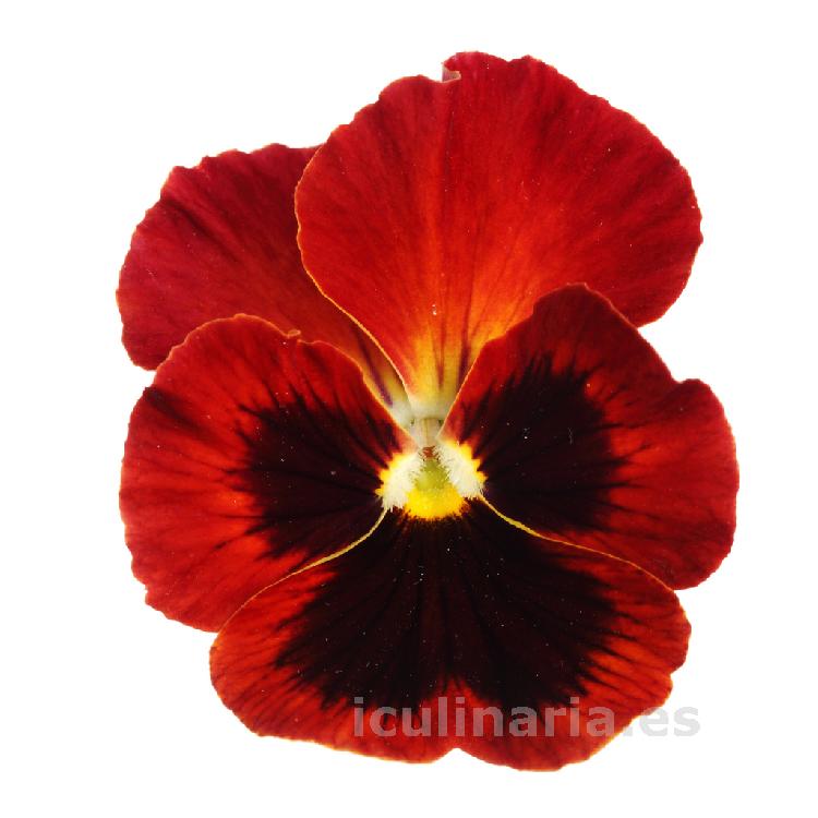 flor de pensamiento dream | Innova Culinaria