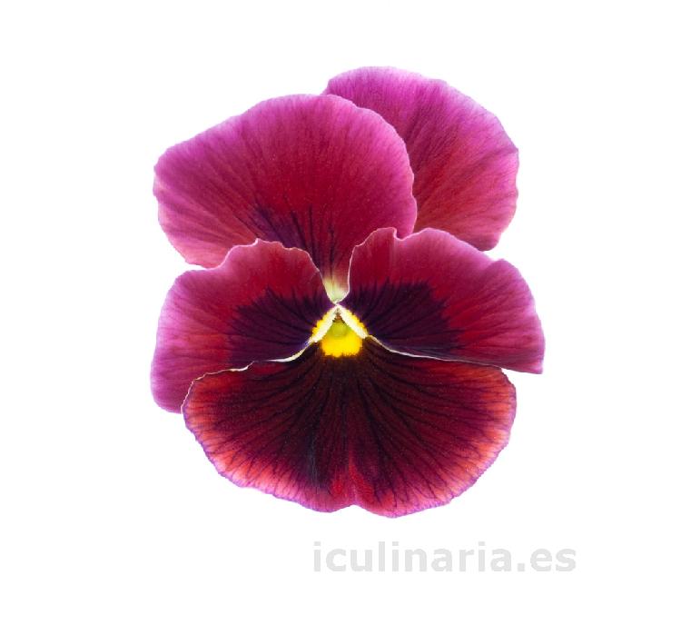 flor de pensamiento dream | Innova Culinaria