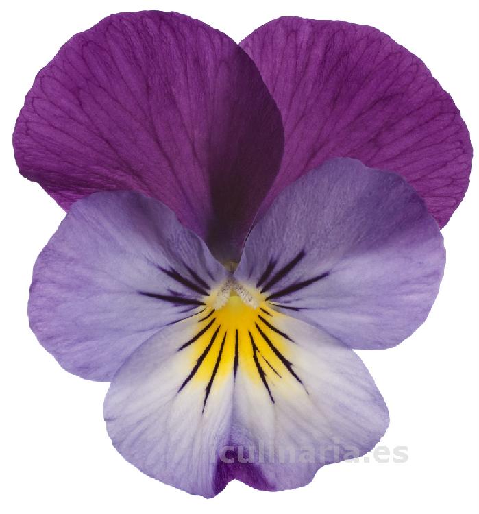 flor de pensamiento dream | Innova Culinaria