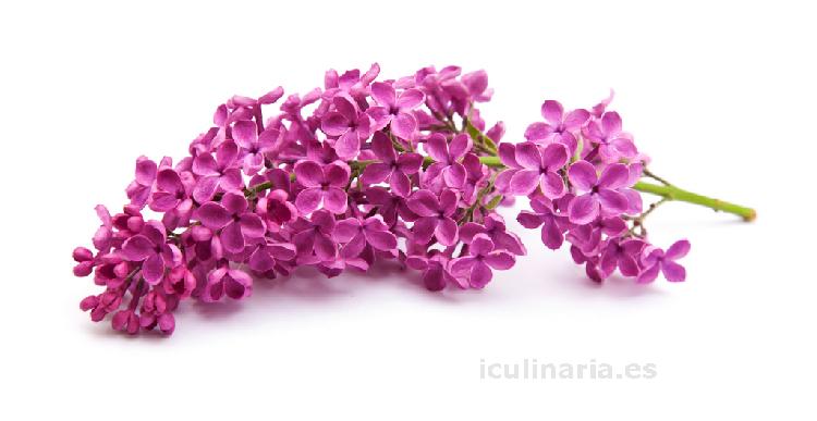 flor de lila | Innova Culinaria