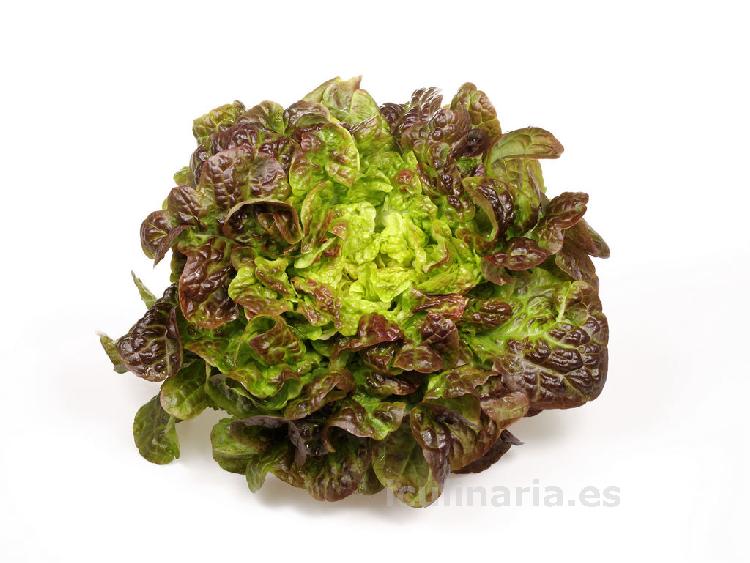 lechuga | Innova Culinaria