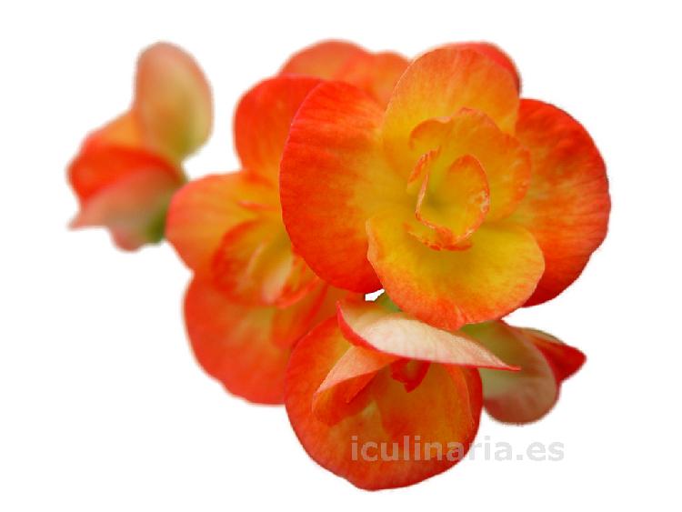 flor begonia red sugar | Innova Culinaria