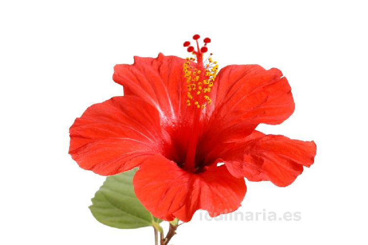 Flor de hibisco fresco | Innova Culinaria