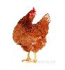 gallina