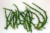 salicornia