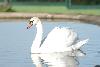 cisne