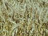 Triticale