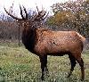 Wapiti