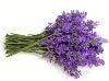 lavanda