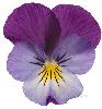 flor de viola star
